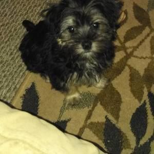 Meet your Posher, Alice